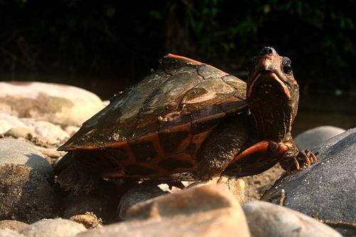 Assam roofed turtle